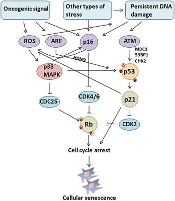 The Paradoxical Role of Cellular Senescence in Cancer